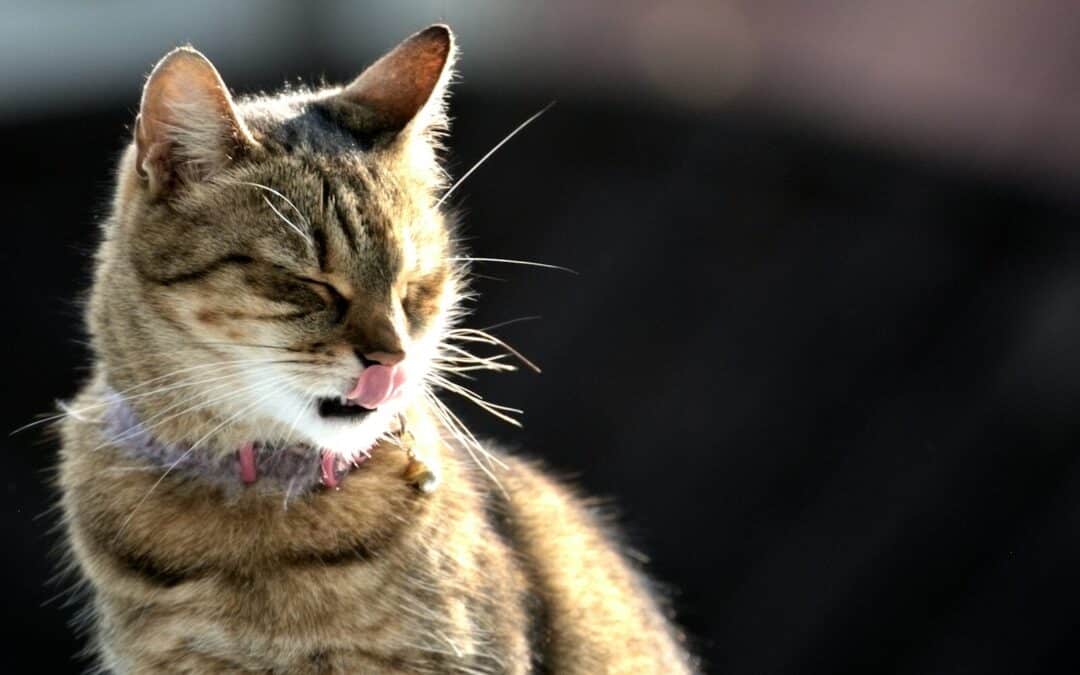 Why Your Cat Is Getting Hairballs