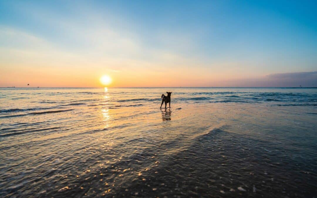 The Ultimate Guide to Dog Friendly Beaches in the DMV