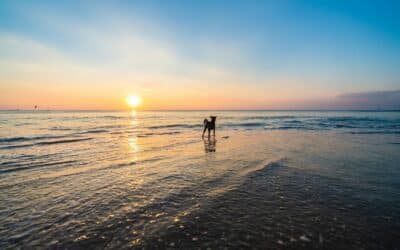 The Ultimate Guide to Dog Friendly Beaches in the DMV