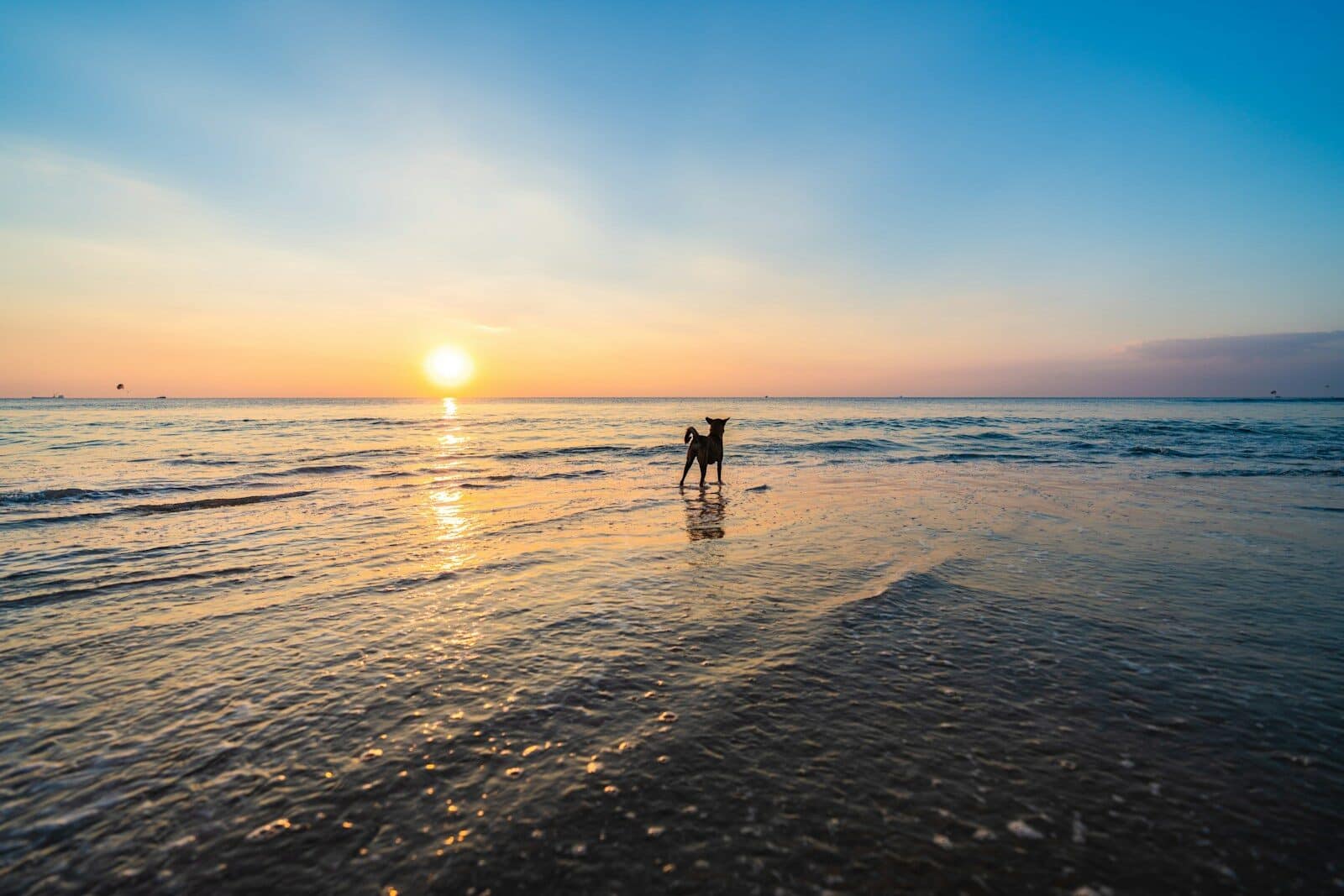 Photo by Aditya Naidu silhouette of 2 person walking on beach during sunset