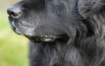 The Ultimate Guide To Newfoundland Puppies