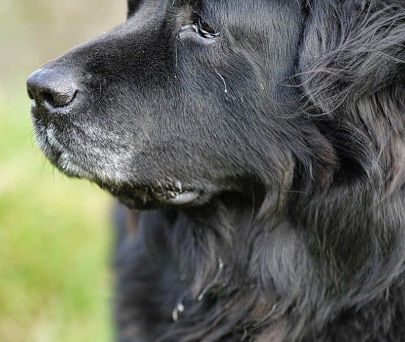 The Ultimate Guide To Newfoundland Puppies