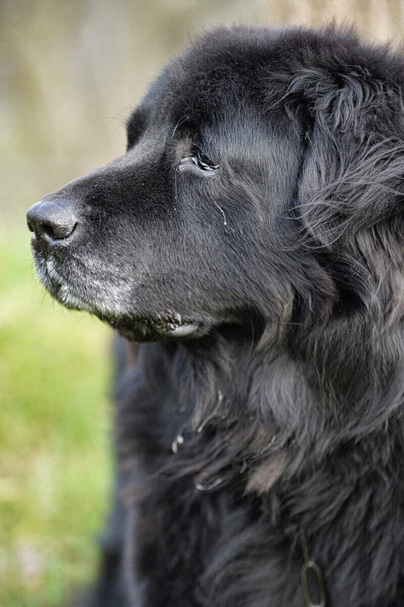 Charming side profile of a black Newfoundland dog with lush fur.