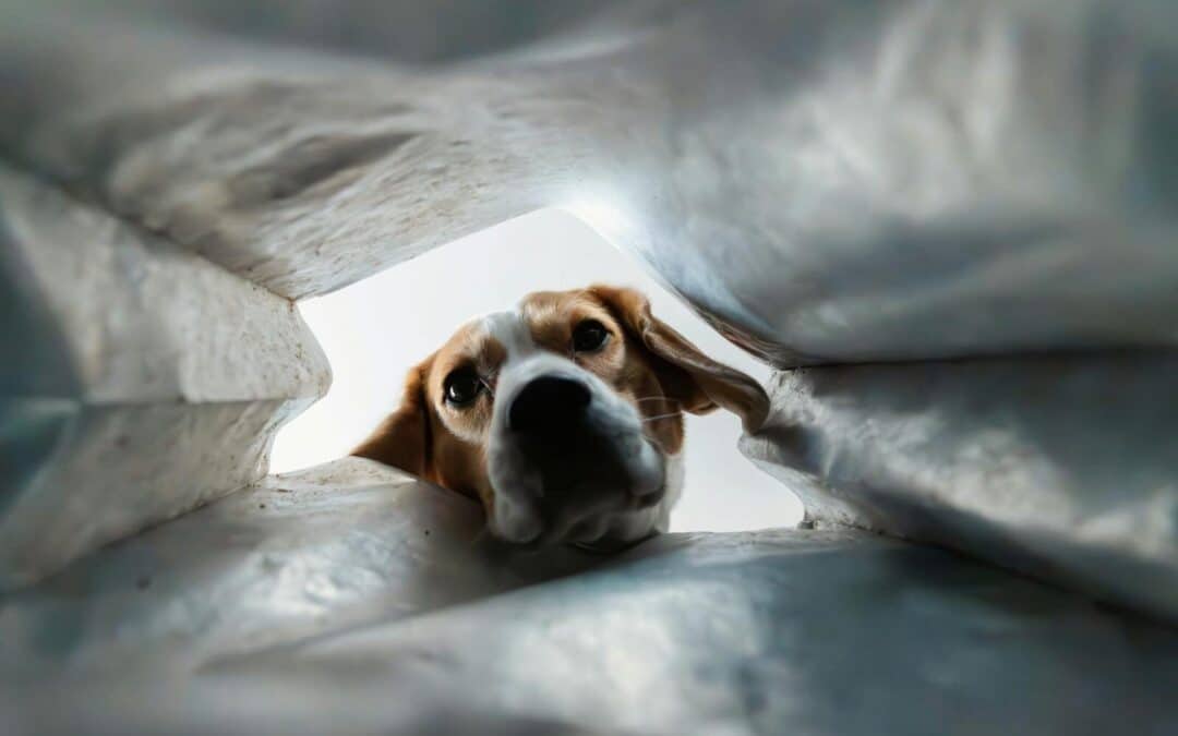 How To Choose A Great Dog Walking Bag