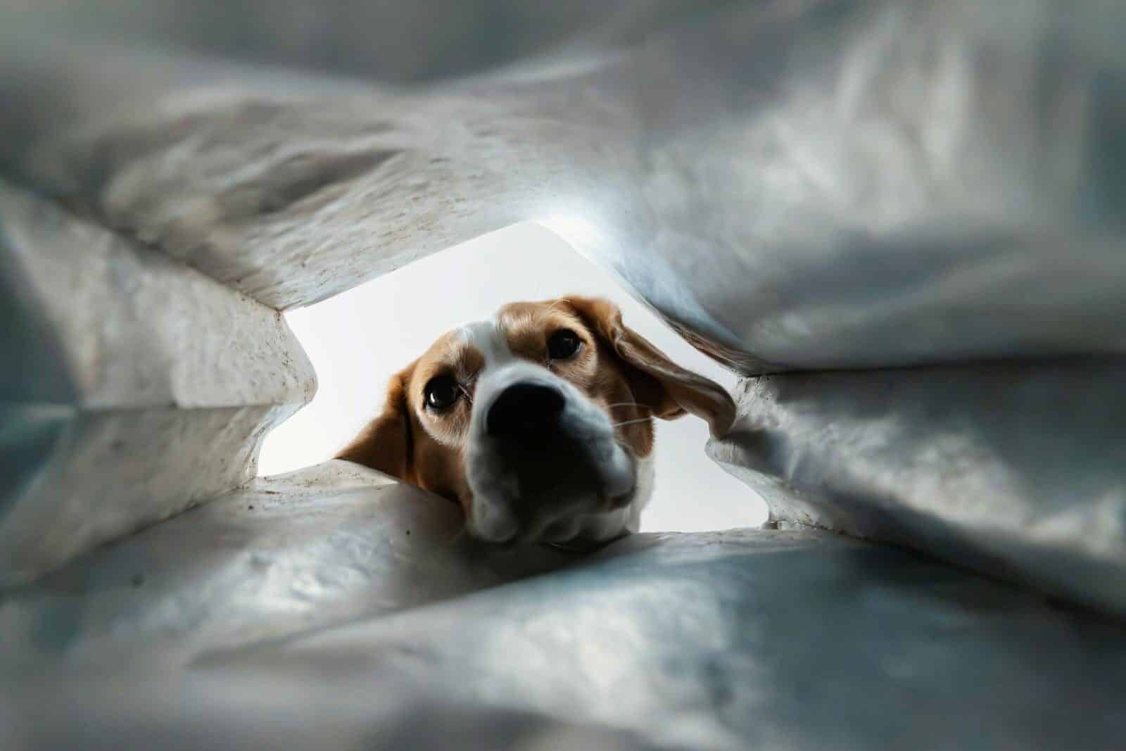 Photo by JESHOOTS.com A beagle curiously looking into a bag from a POV perspective with a humorous, surprised expression.