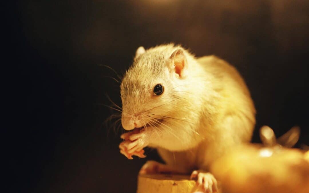 Gerbil vs Hamster vs Guinea Pig | Find the right pet for you