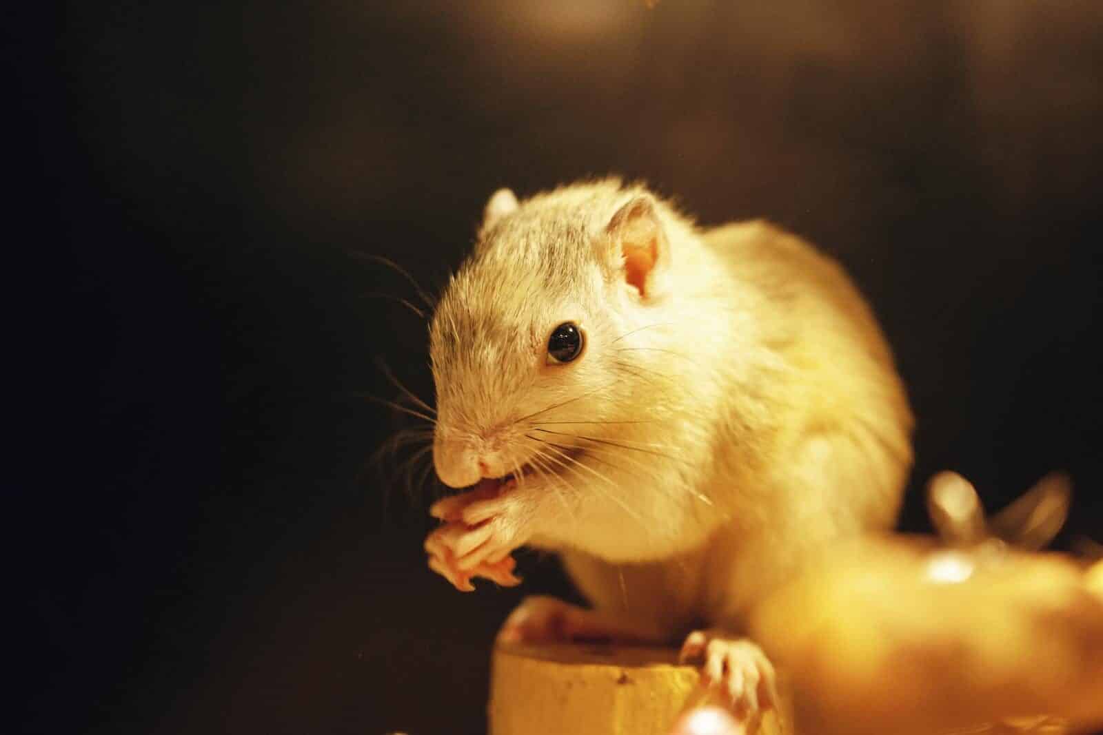 A cozy close-up photo of a gerbil eating, captured with warm lighting indoors.
