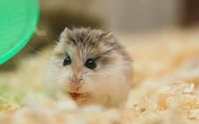 Bumblefoot In Hamsters | What To Do