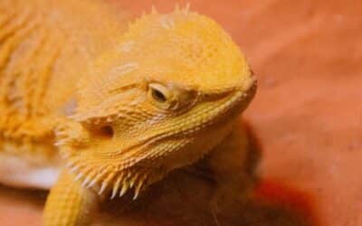 Best Lizards for Pets: Choosing Your Scaled Companion