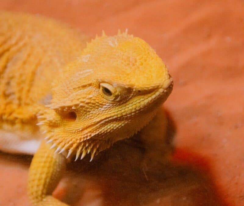 Best Lizards for Pets: Choosing Your Scaled Companion