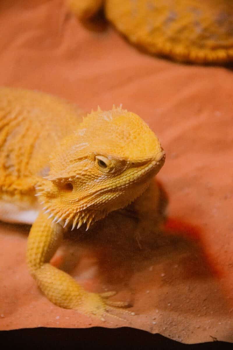 Stunning detail of a yellow bearded dragon basking on a warm sandy surface, captured with natural lighting.