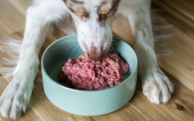Best Fresh Dog Food – A Comprehensive Guide to Feeding Your Furry Friend