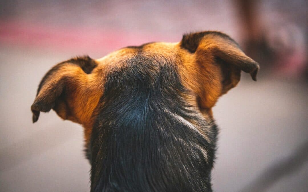 My Dog’s Ears Are Cold | Should I Be Worried?