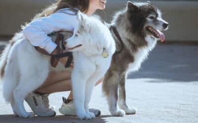 How To Find the Perfect Dog Walker in Waldorf, MD for Your Fur Baby