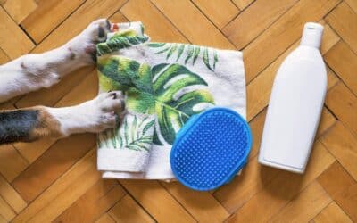 Everything You Need To Know About Dog Dry Shampoo
