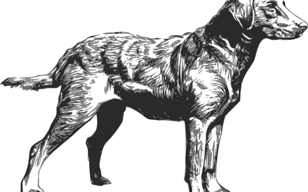 Your Guide To Owning A Chesapeake Bay Retriever Puppy