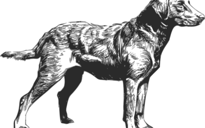 Your Guide To Owning A Chesapeake Bay Retriever Puppy