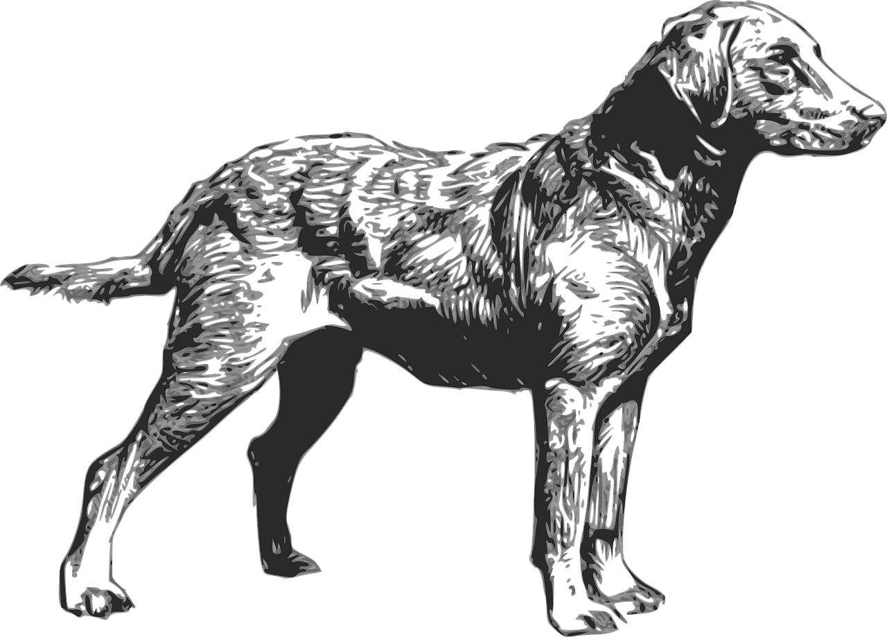 dog, pet, animal, nature, retriever, chesapeake, breed, domestic, puppy, purebred, pedigree, group, doggy, pedigreed, mutt, obedient, labrador, paws, friendship, protection, lab, pooch, furry, pal, alert, companion, man's best friend, pure breed