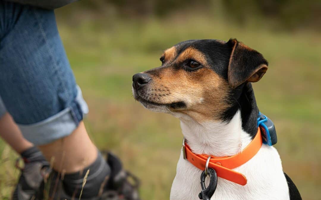 The Ultimate Guide The Innovative Pet GPS Tracker: Keeping Your Furry Friends Safe
