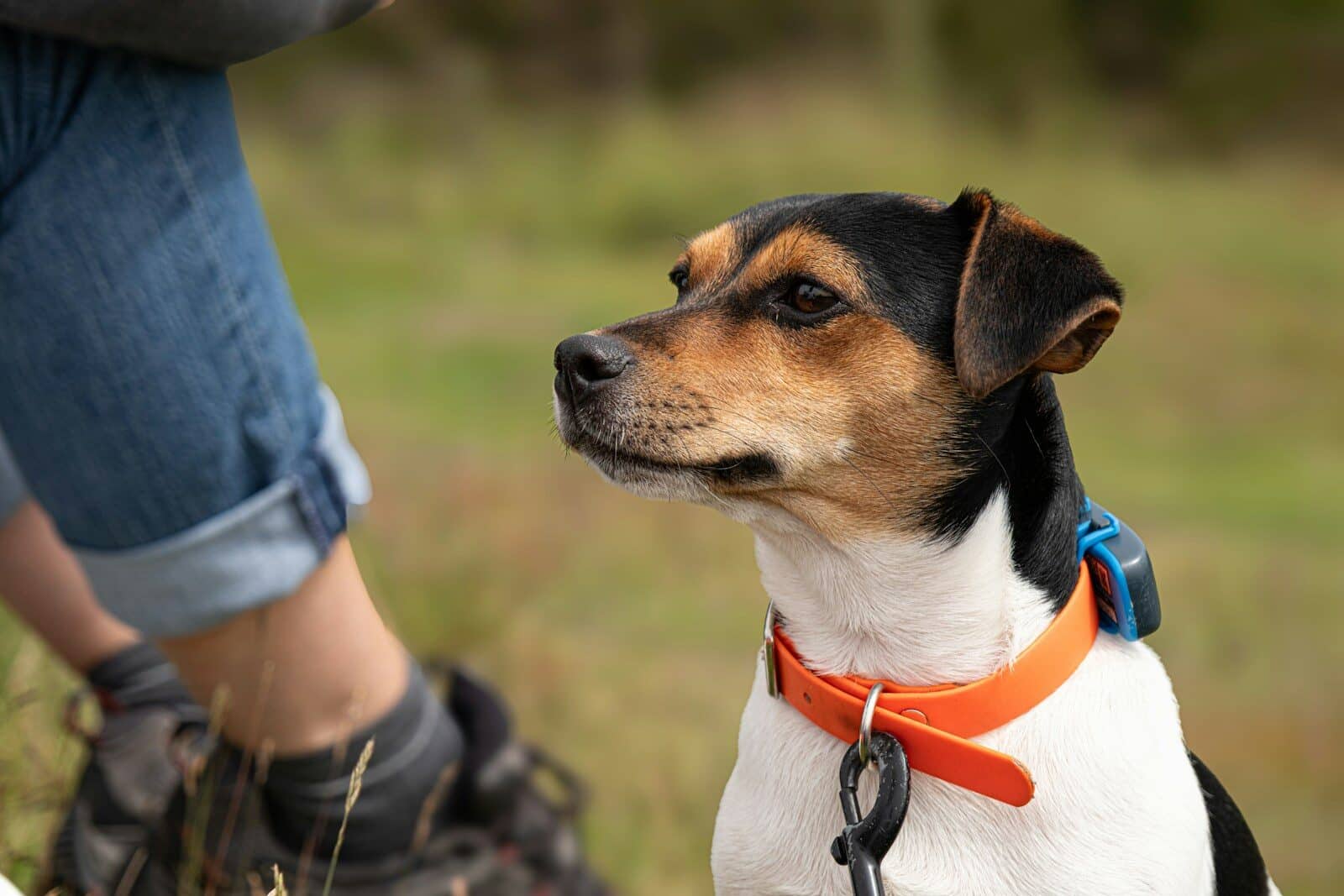 Photo by Sue Winston A small dog sitting next to a person in a field