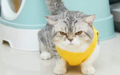 Exploring the Munchkin Cat Breed: So Little But So Cute