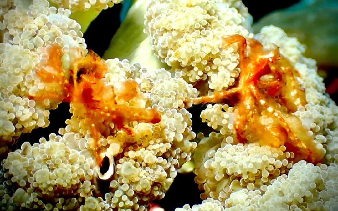 6 amazing types of Sulawesi shrimp for the aquarium