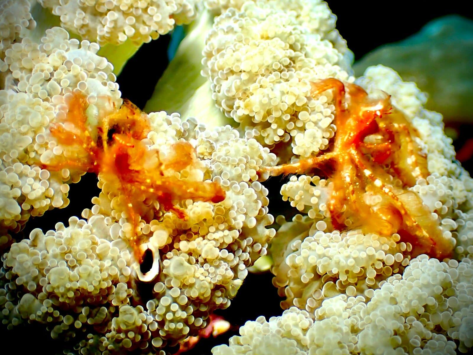 a close up of a bunch of white corals