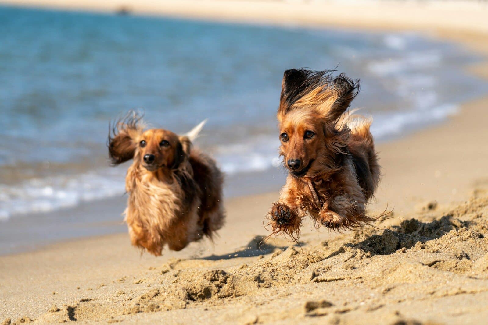 2 brown and black long coat dogs on beach during daytime