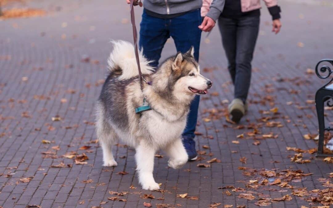 Trusted Dog Walking Services: Why Kate’s K9 Pet Care is the Best Choice