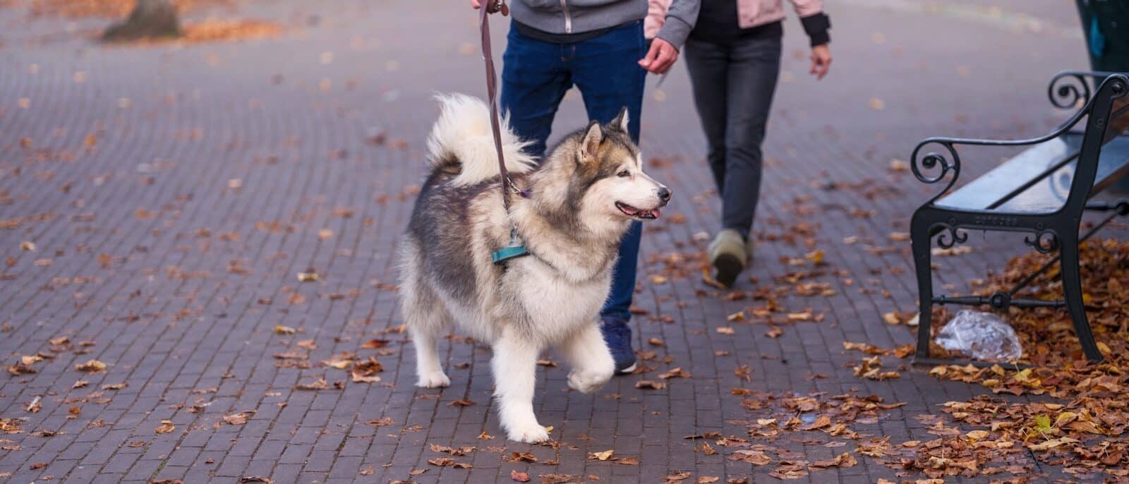 A man and woman walking a husky dog on a leash