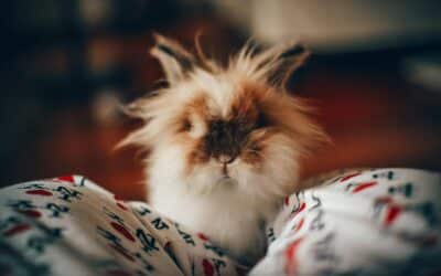 Do Hamster Bites Hurt? (& What To Do If Your Hamster Bites)