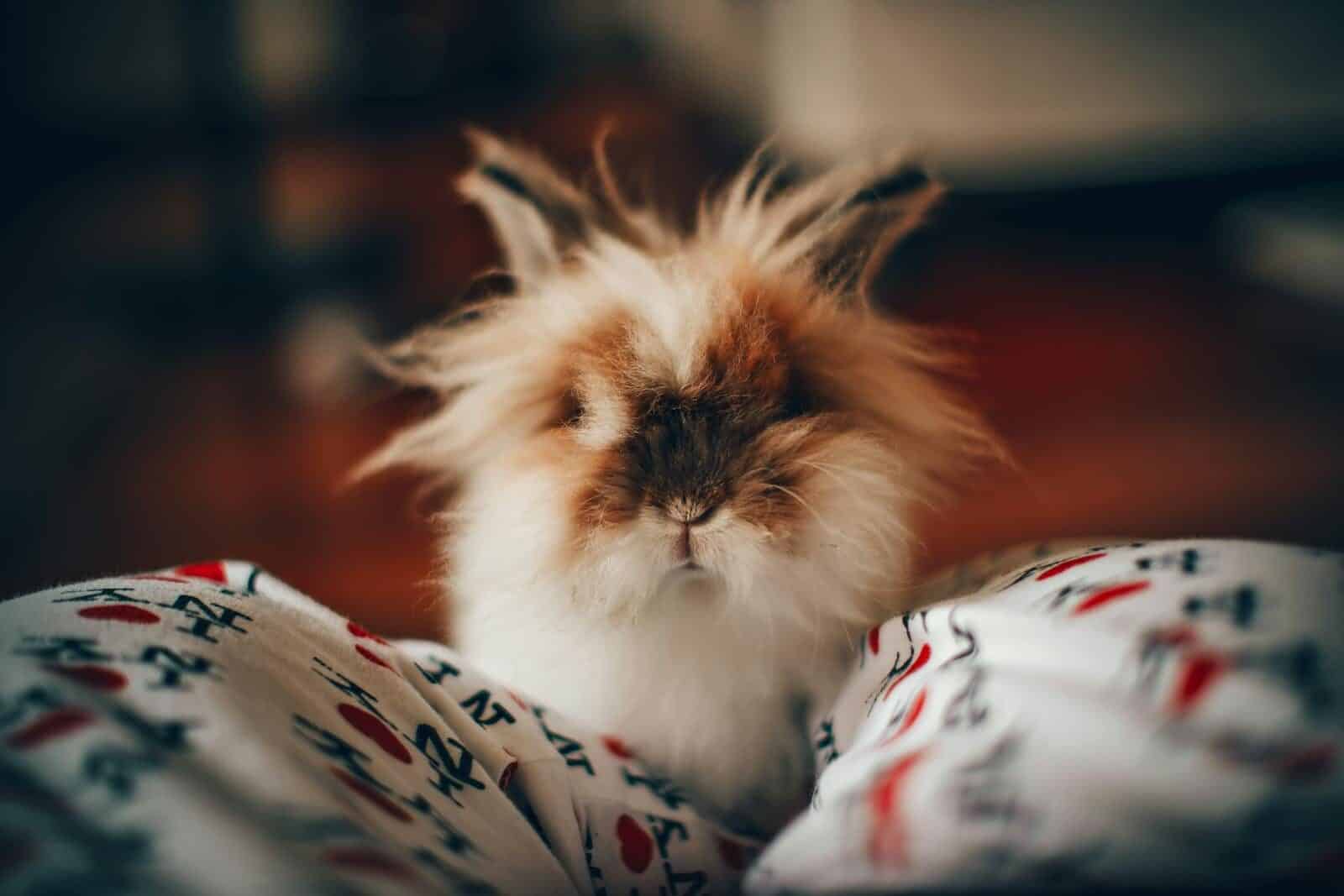 Photo by Helena Lopes Adorable Lionhead rabbit with fluffy fur indoors, embodying a cute and cozy atmosphere.