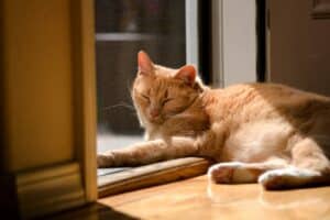 Exploring the Benefits of A Pet Door for Your Furry Friends 1 a cat is sleeping on a window sill