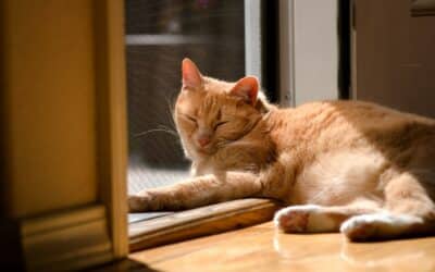 The Ultimate Guide to The Best Pet Odor Eliminator: Keeping Your Home Fresh and Clean