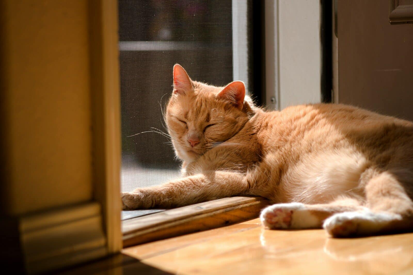 Photo by Ethan Grey a cat is sleeping on a window sill