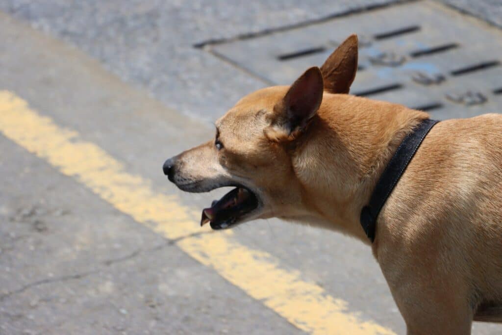 a brown dog yawns while standing on a sidewalk