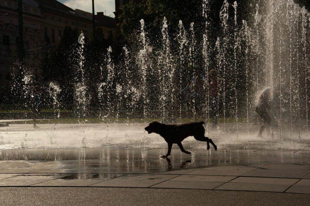 A dog runs through a fountain.