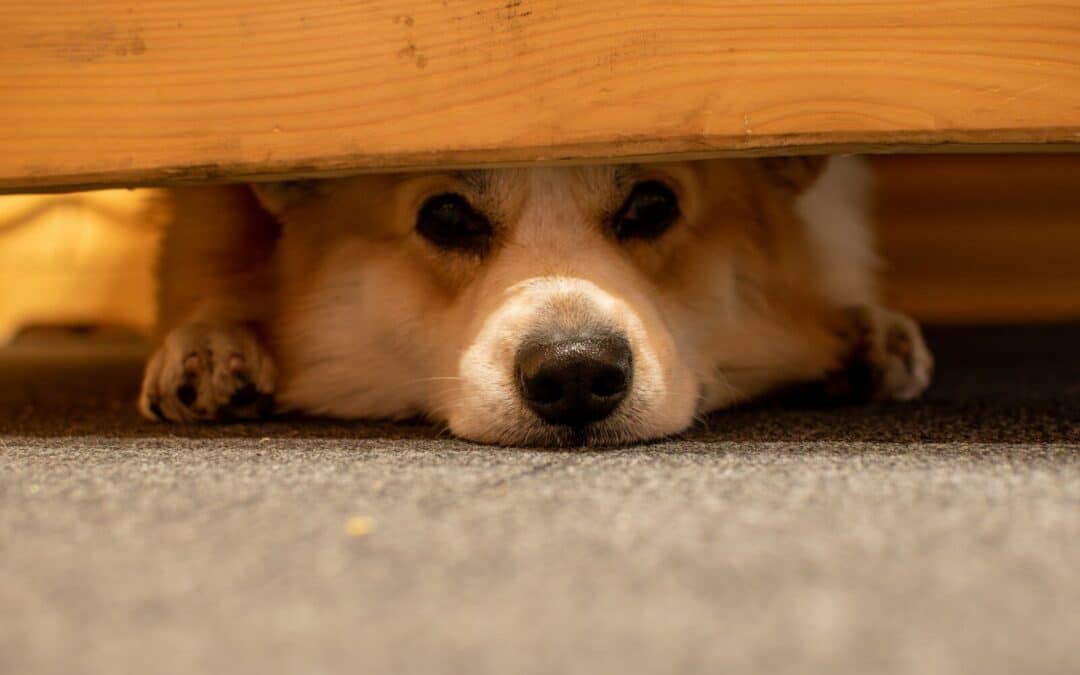 Why Won’t My Dog Eat? Common Causes and Solutions