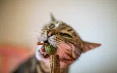 My Cat Doesn’t Like Catnip! 5 Catnip Alternatives