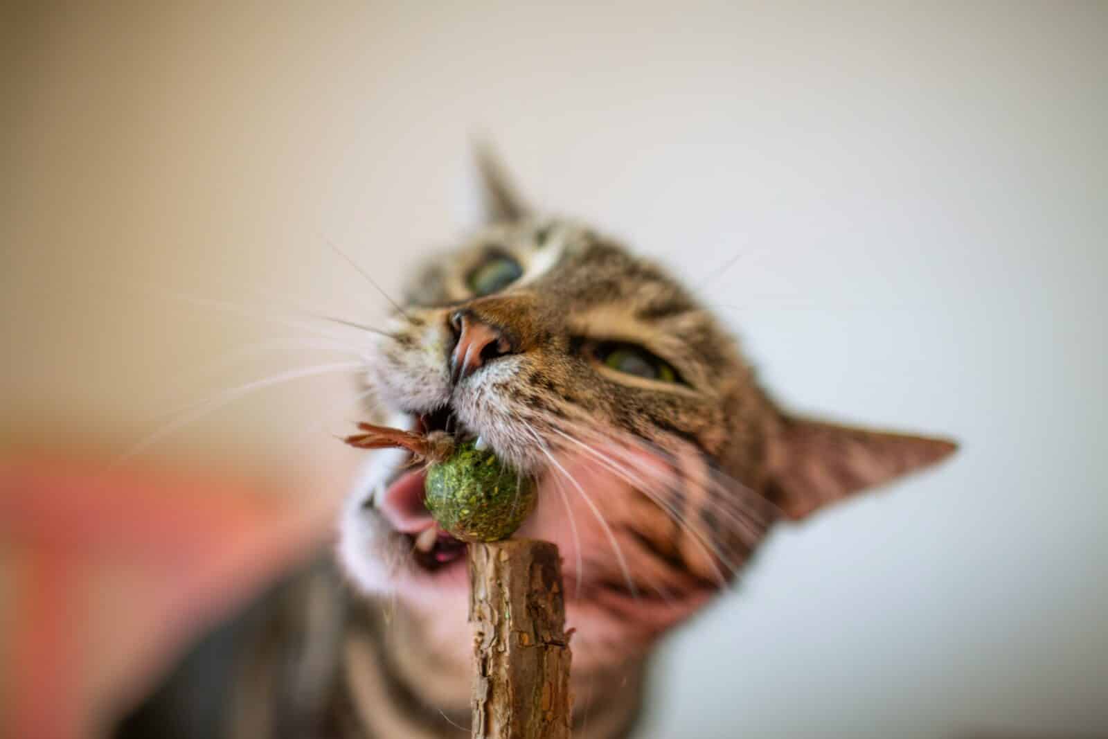 Cat enjoys catnip.