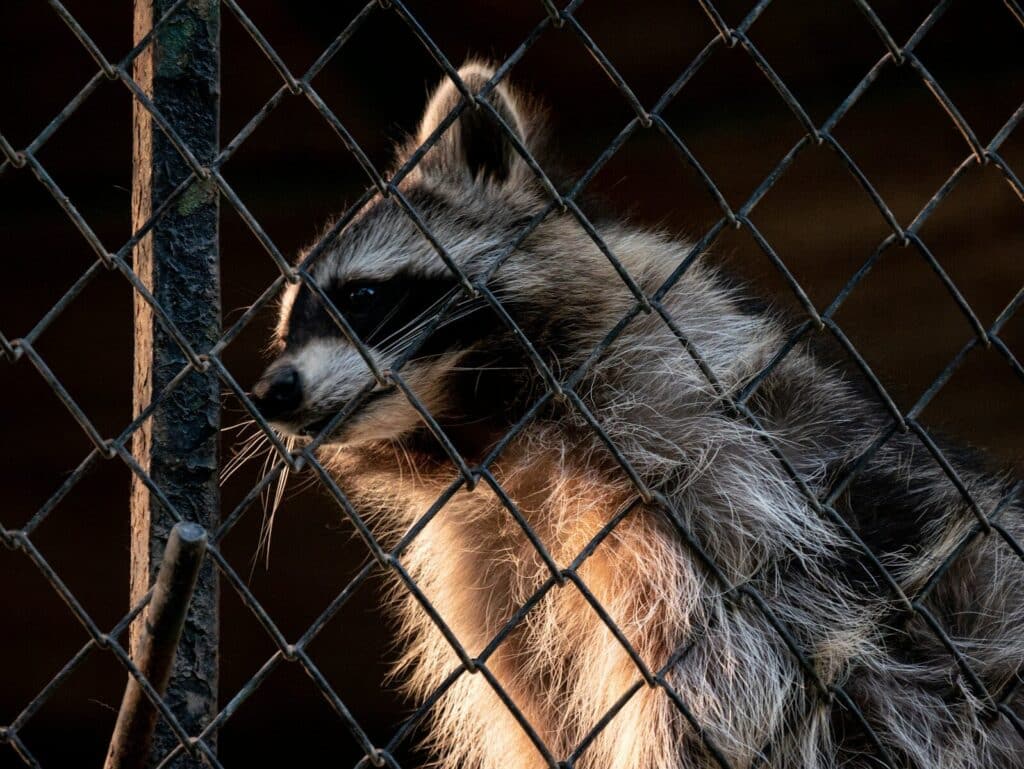 a raccoon looking through a chain link fence