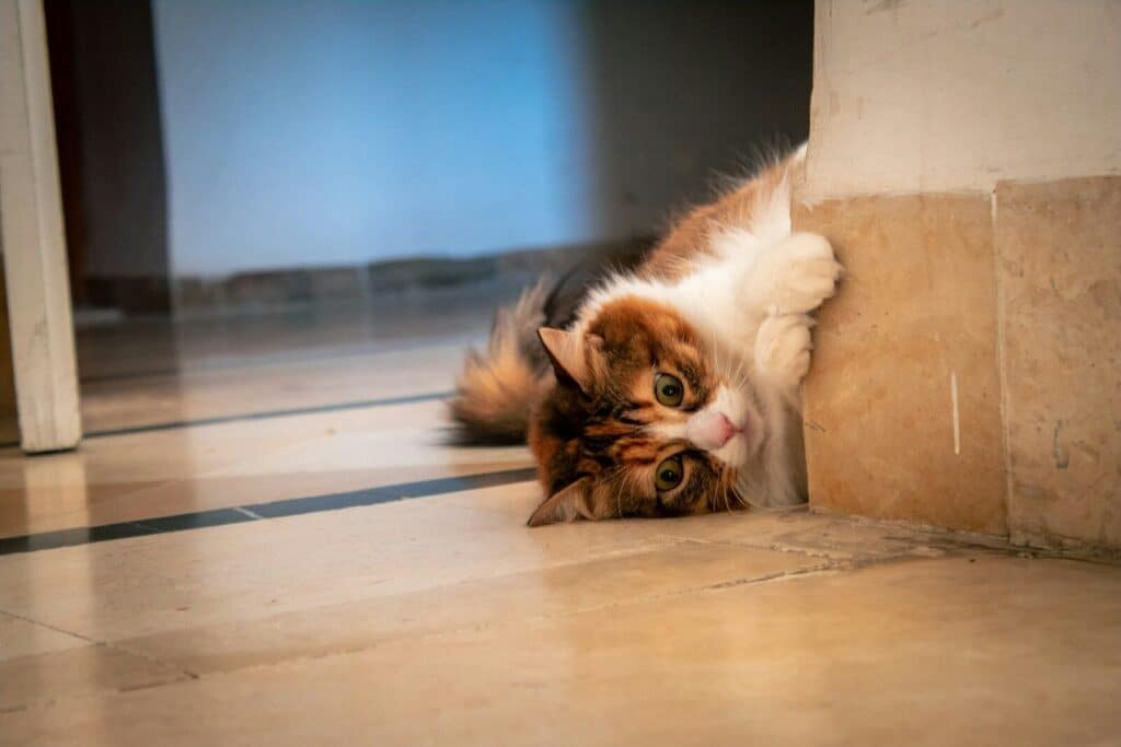 A calico cat peeks around a corner.