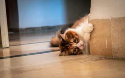 The Ultimate Guide on How to Trim Cat Nails – A Guide to Happy Paws