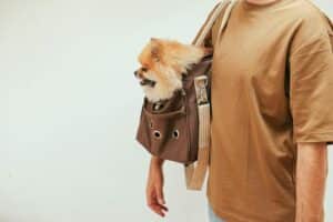 How To Choose A Great Dog Walking Bag 1 A Pomeranian sitting in a trendy brown pet carrier held by a man wearing a brown shirt.