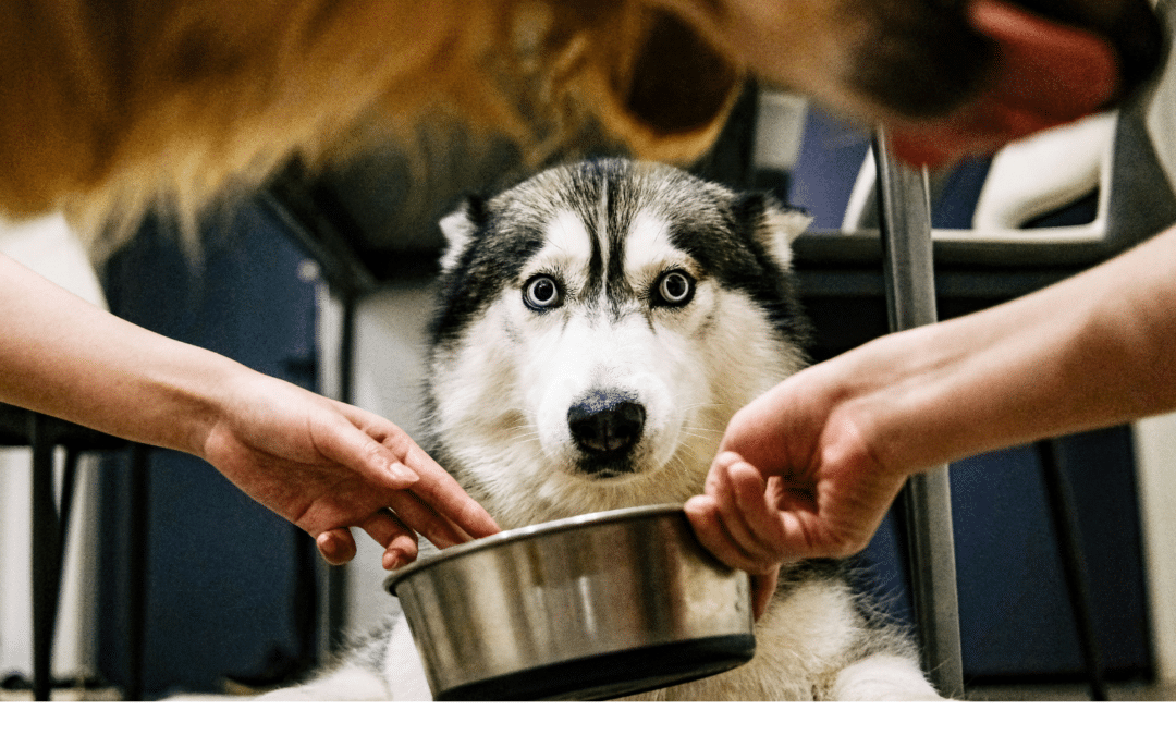 Animal Care Jobs in the DMV: What Sets Professional Pet Care Apart