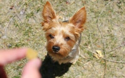 CBD Treats for Dogs: A New Wave of Canine Comfort