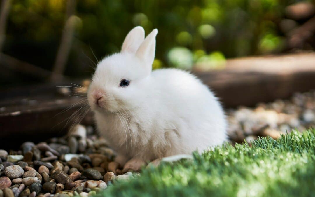 Blanc de Hotot Rabbit Care & Info