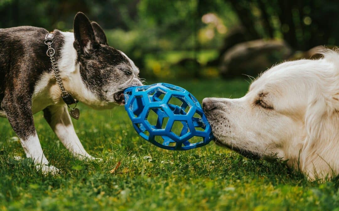 The Pros and Cons of Dog Parks: An Honest Look