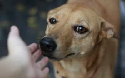 Why Do Animals Like Being Pet?