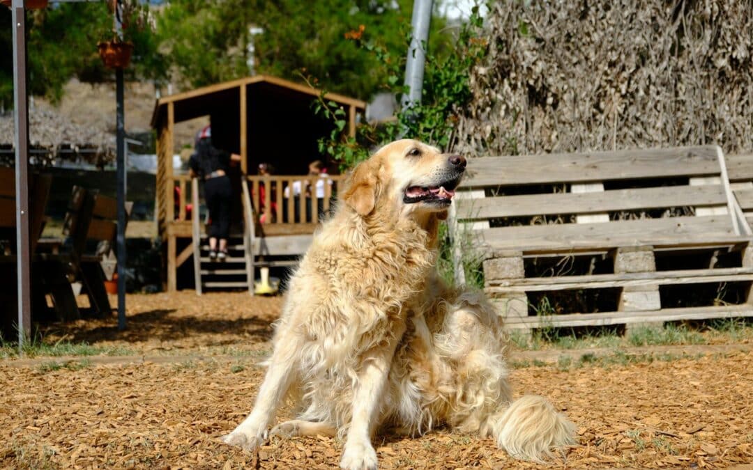 How to Remove a Tick from A Dog